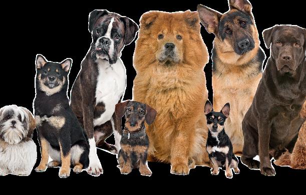 तेलंगाना के एक ज़िले के कुछ गाँवों के सरपंचों ने मिलकर ...